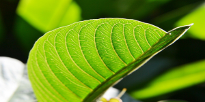 Guava Leaf Tea