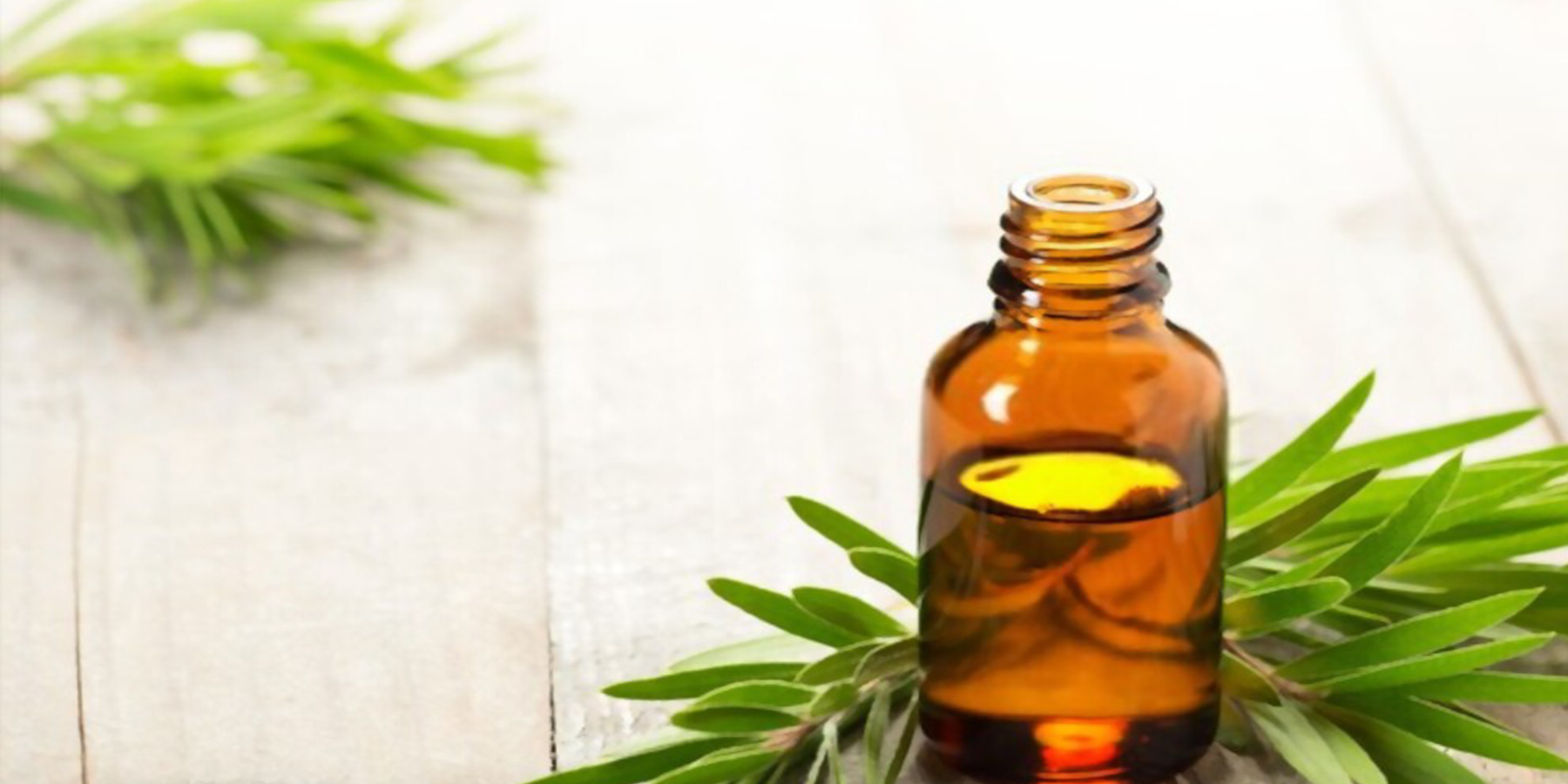 how to use Tea tree oil for Toothache